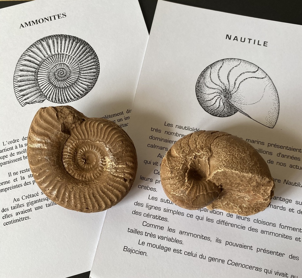Comparaison des moulages nautile-ammonite