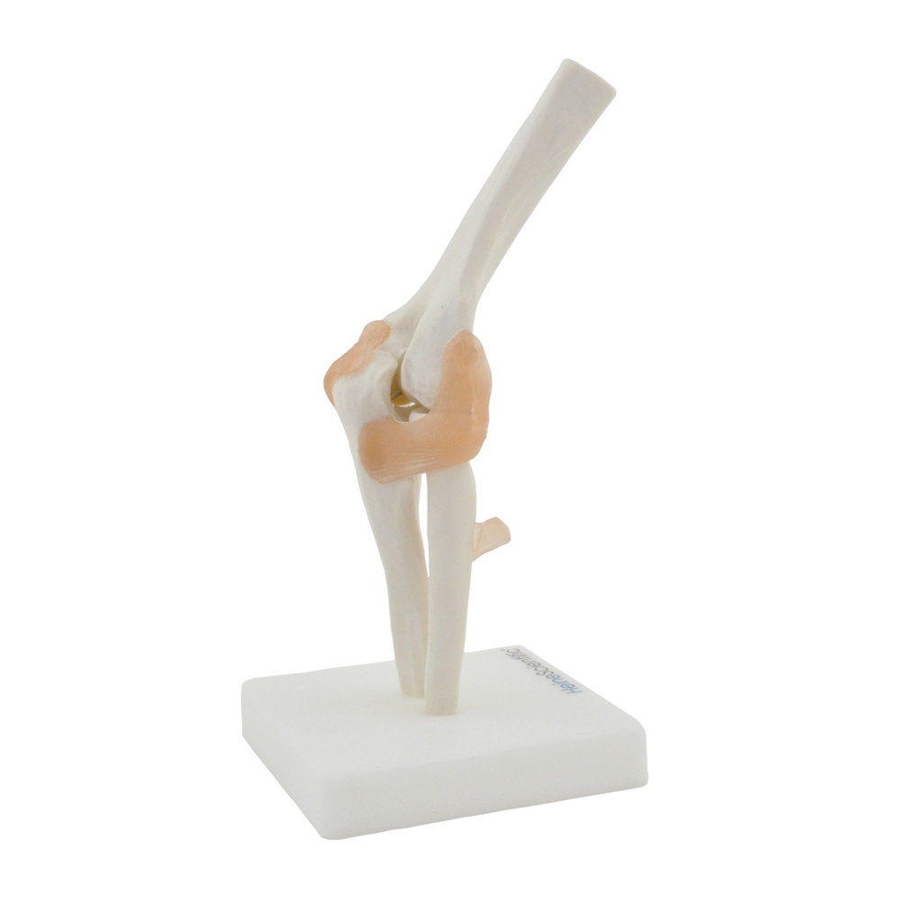 Coude avec les ligaments