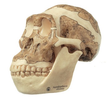 Crâne Australopithèque