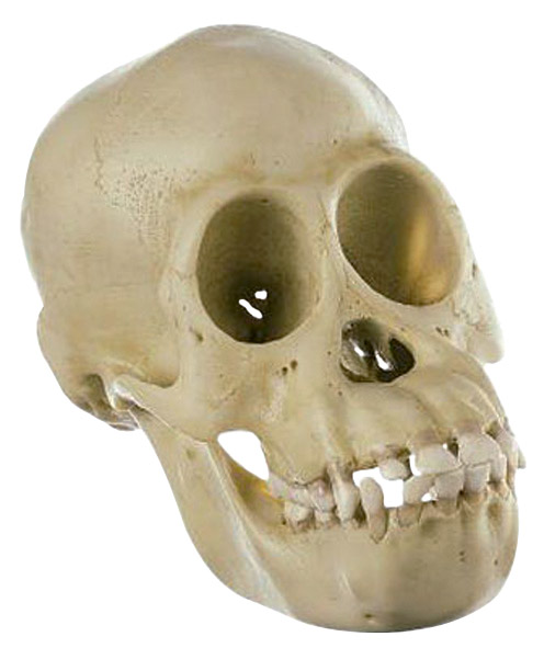 Crâne de jeune chimpanzé
