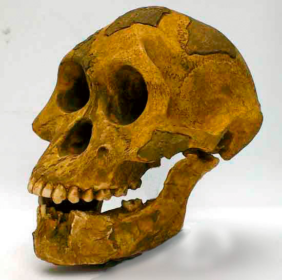 Crâne de Lucy sur socle