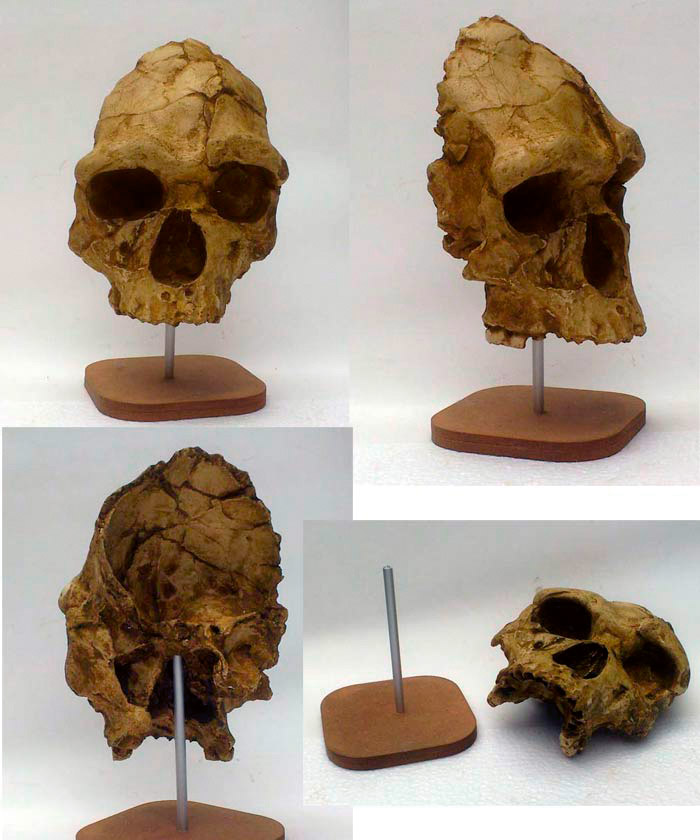 Crâne d'homme de Tautavel sur socle