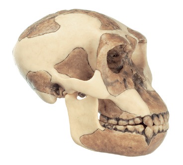 Crâne d'Homo Habilis