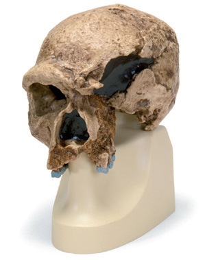 Crâne évolutif Steinheim