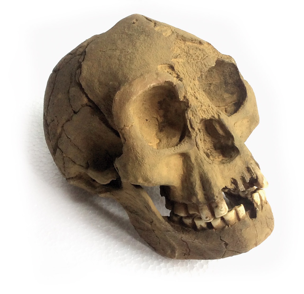 Crâne homme de Florensis