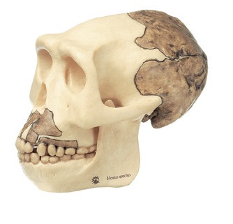 Crâne Homo Erectus