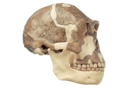 Crâne Homo Ergaster