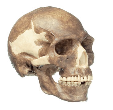 Crâne Homo Sapiens