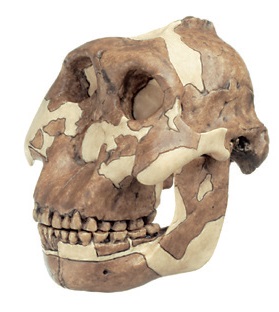Crâne Paranthropus Boisei