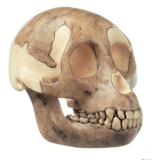 Crâne proconsul africanus