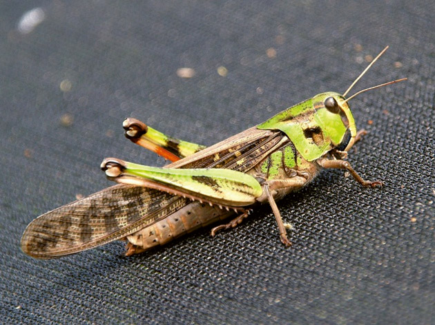 Criquet mâle conserve dans l'alcool