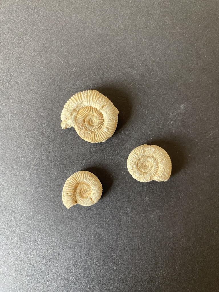 Dactylioceras 2-3 cm (lot de 6)