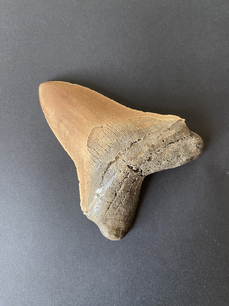 Dent de carcharodon mégalodon
