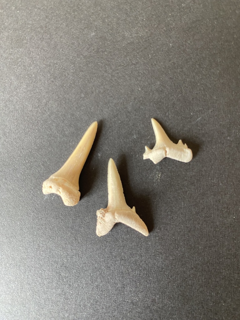 Dent de requin (lot de 8)