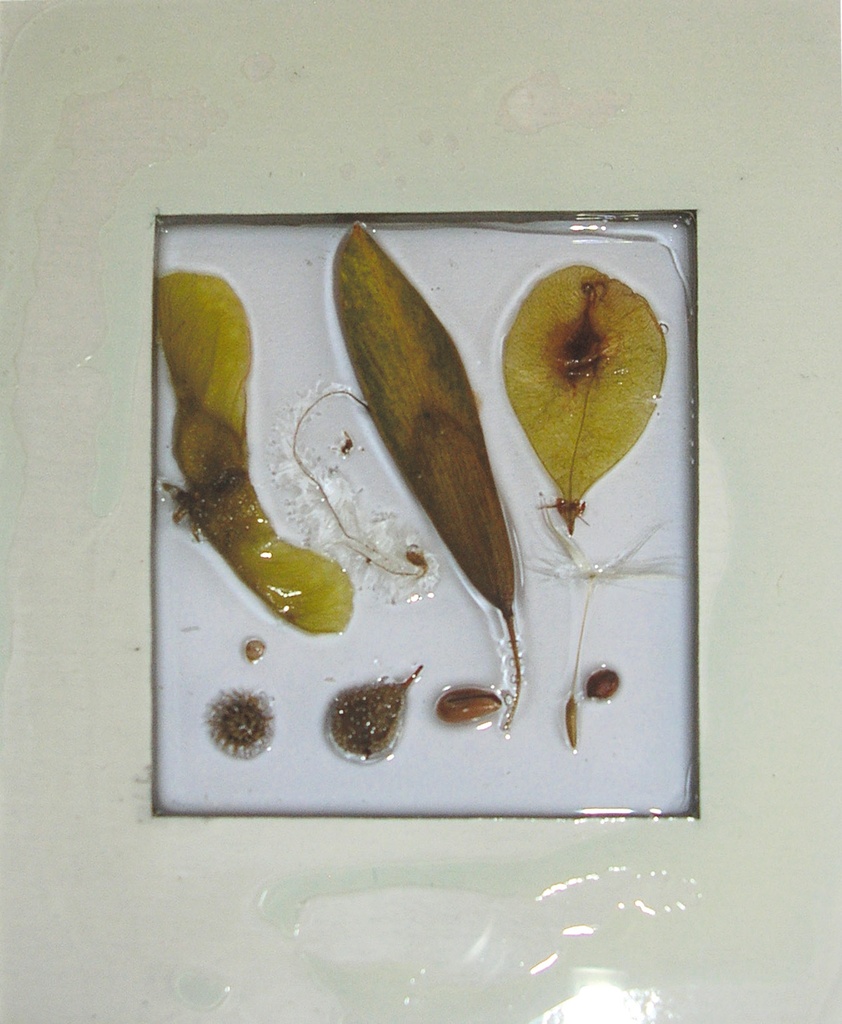 Dissémination graines et fruits