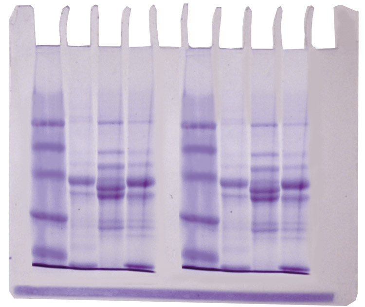 Diversité des protéines de poissons