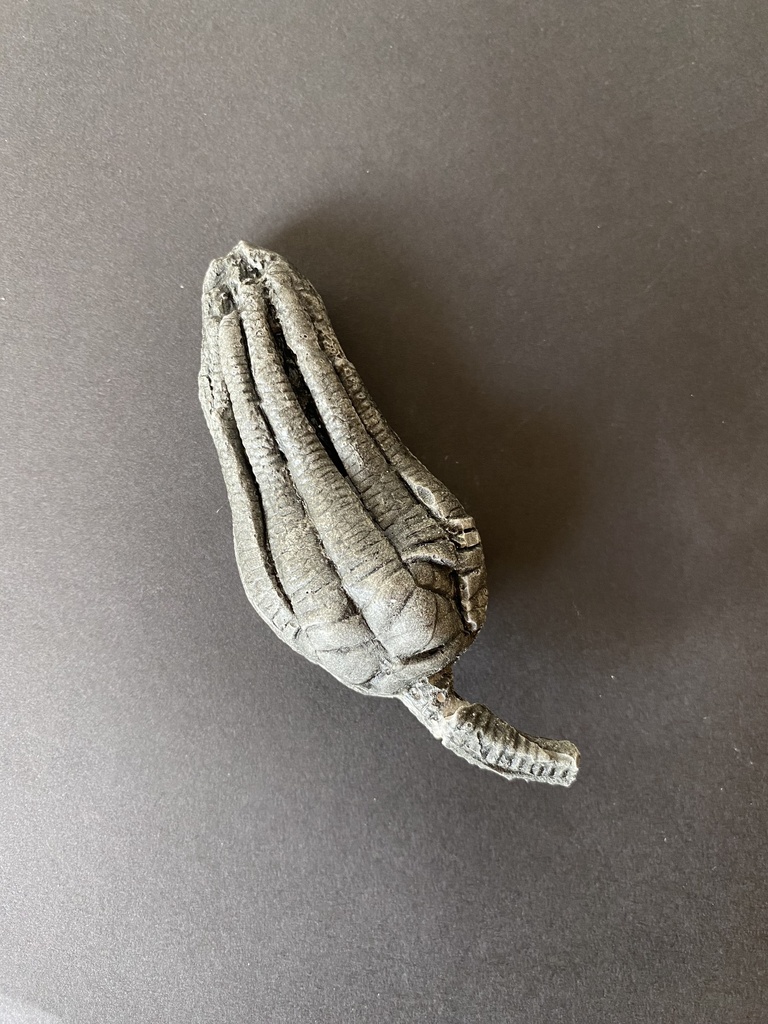 Encrine entier 10x13 cm