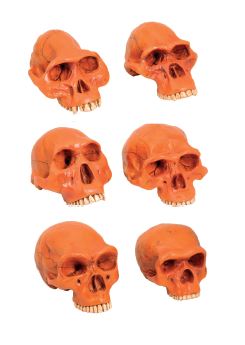Ensemble 6 moulages de crânes plastiques