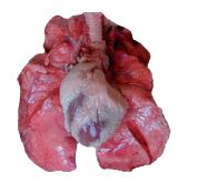 Ensemble coeur/poumon congelé de porc