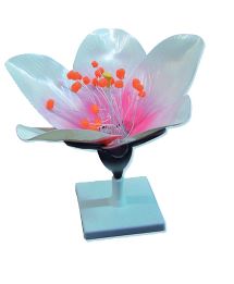 Fleur de pécher modèle