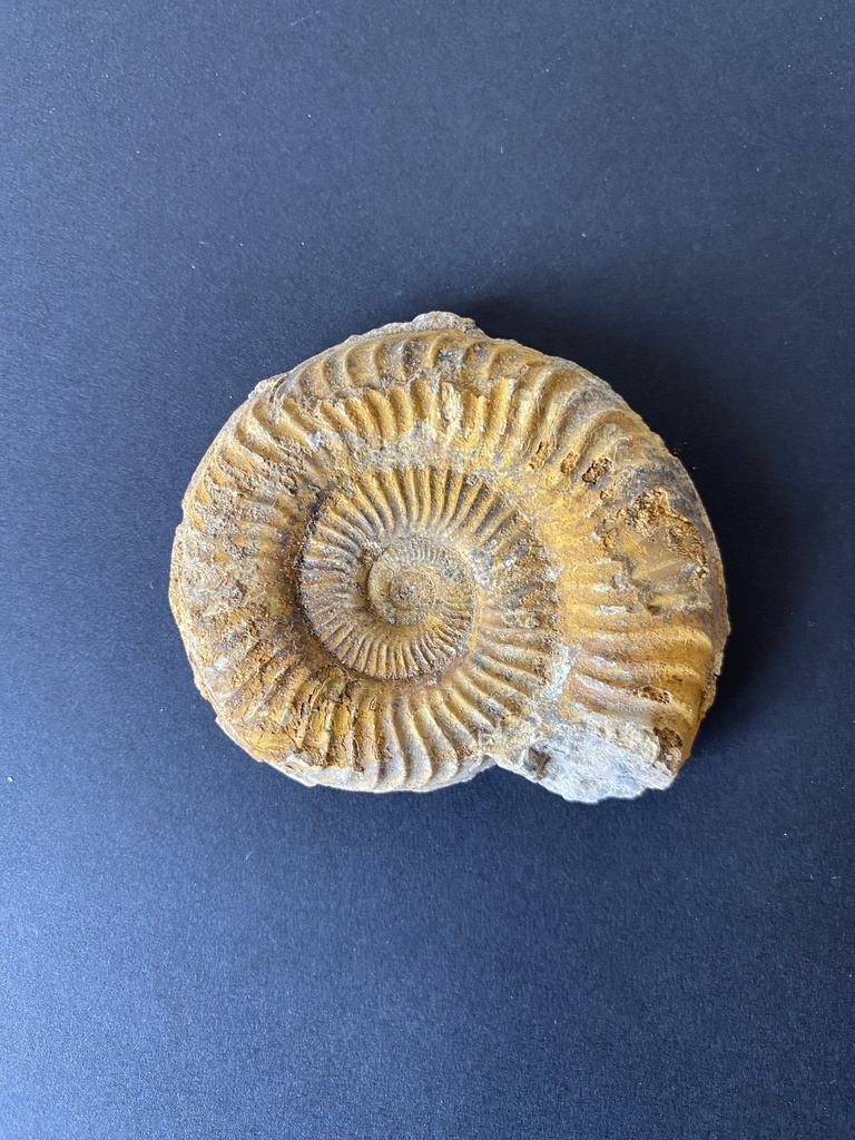 Grammoceras 5 cm (lot de 3)