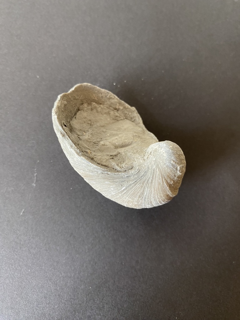 Gryphea (lot de 4)
