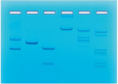 Kit ADN clivage enzymatique