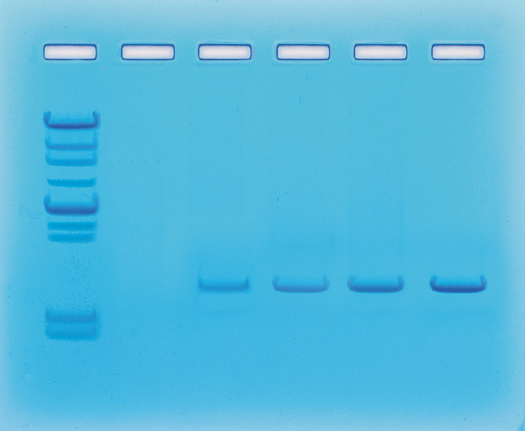 Kit expérimentation amplification de l'ADN par PCR