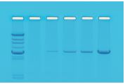 Kit PCR réaction par polymérase