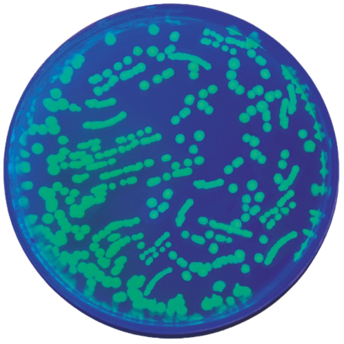 Kit transformation d'Escherichia coli avec la GFP