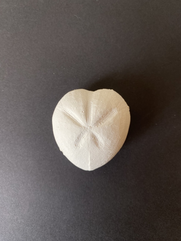 Micraster 3 moulages