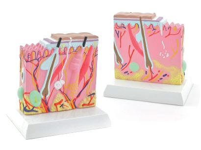 Modèle anatomique de la peau