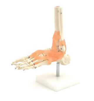 Modèle anatomique du pied