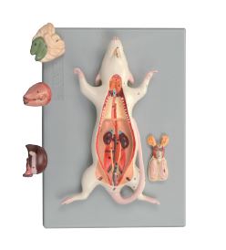 Modèle anatomique rat