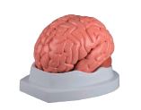 [#020008-S68450] Modèle cerveau en 5 parties