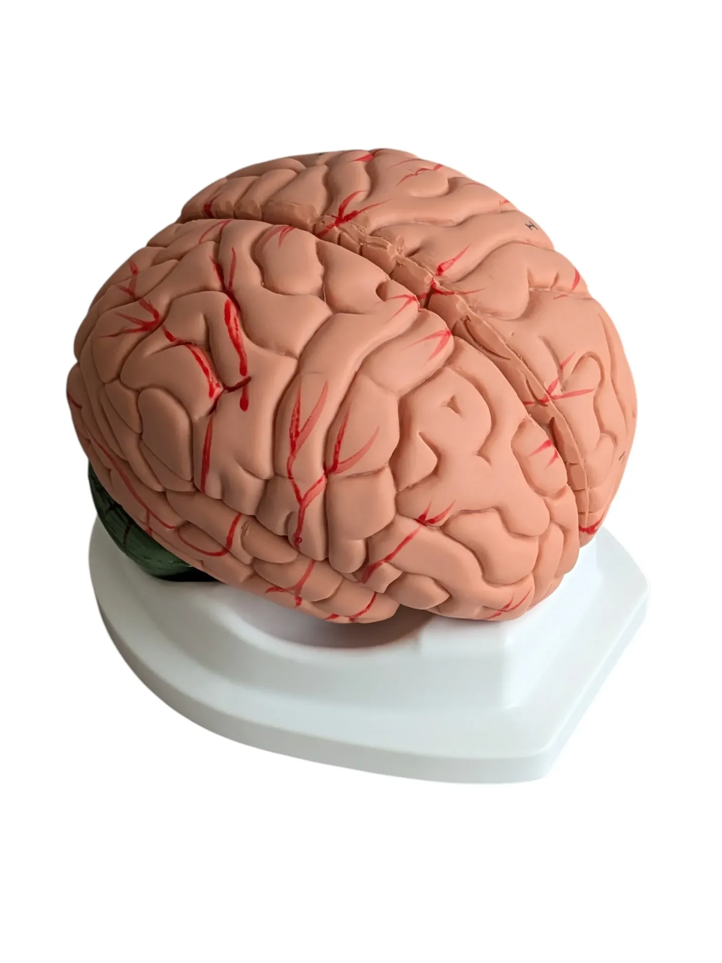 Modèle cerveau en 8 parties