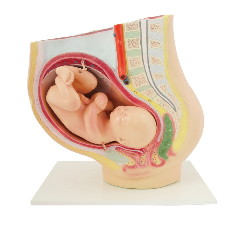 [#020104-S68487] Modèle de bassin de grossesse avec foetus