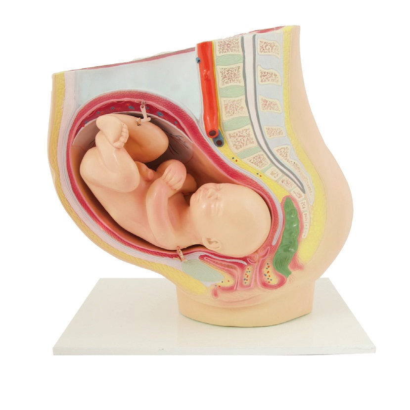 Modèle de bassin de grossesse avec foetus