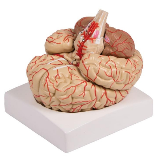 Modèle de cerveau avec artères en 9 parties