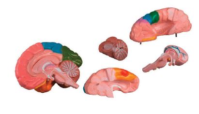 Modèle de cerveau en 5 parties