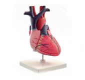 Modèle de coeur en 2 parties