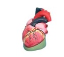 Modèle de cœur humain taille réelle x3