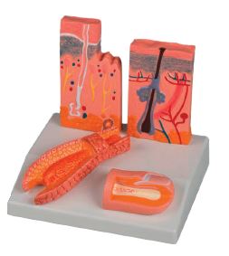 Modèle de coupes peau, cheveu et ongle