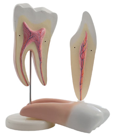 Modèle de dents (lot de 2)
