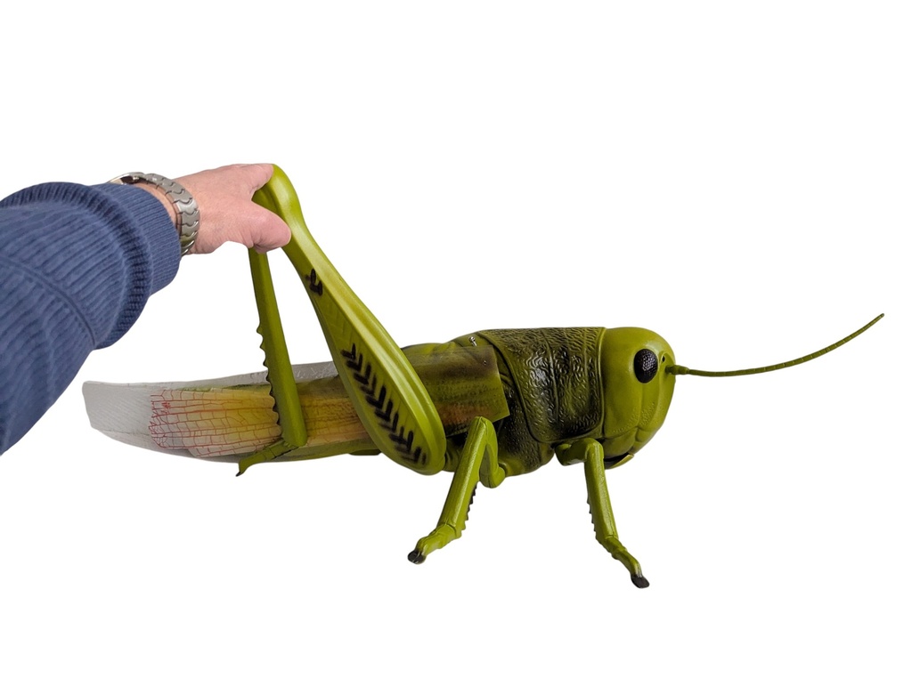 Modèle de dissection de sauterelle