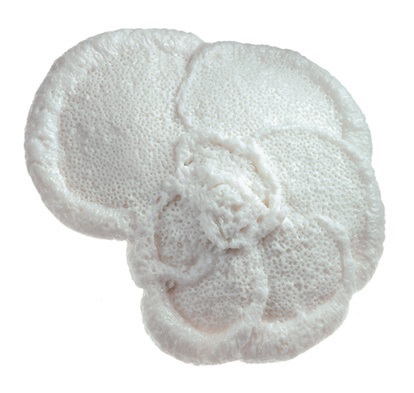 Modèle de foraminifère