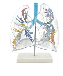 Modèle du poumon transparent