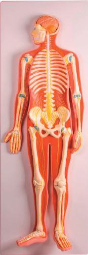 Modèle du système nerveux en relief
