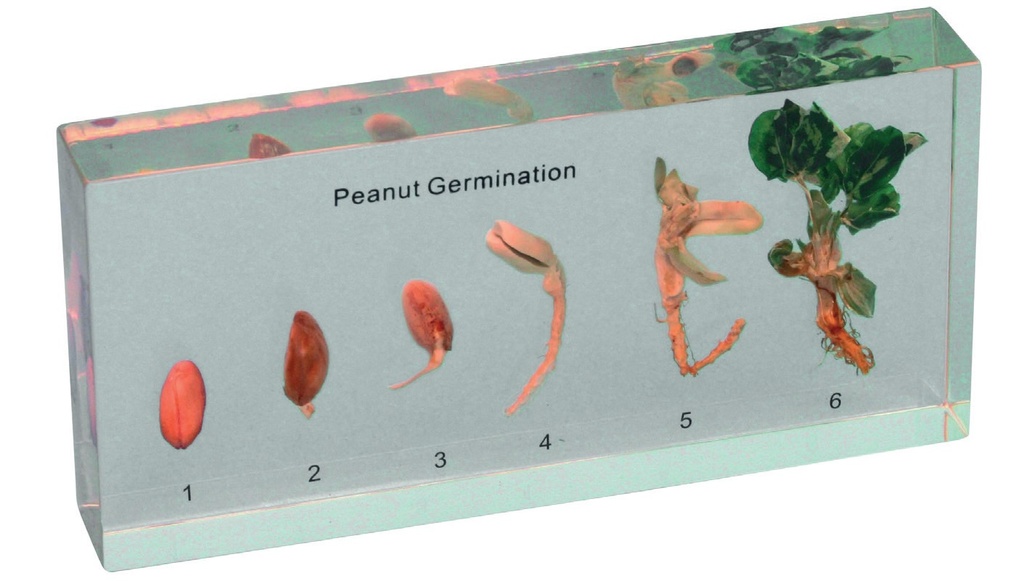 Modèle germination d'une arachide en inclusion