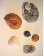 Moulage 6 fossiles trilobites elrathia